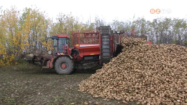 Lassan vget r a cukorrpa betakartsa a vasi fldeken