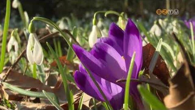 A Kámoni Arborétumban most tömegesen virágoznak a tavaszi hagymások A Kámoni Arborétumban most tömegesen virágoznak a tavaszi hagymások