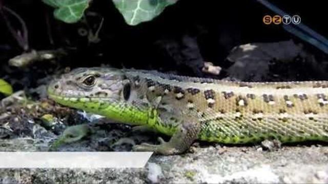 A fürge gyíkot választotta A Magyar Madártani és Természetvédelmi Egyesület az év hüllőjének A fürge gyíkot választotta A Magyar Madártani és Természetvédelmi Egyesület az év hüllőjének