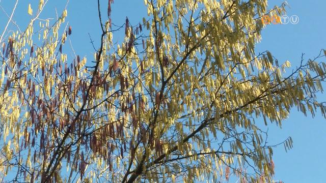 A tavaszias id nehz napokat hoz az allergisok szmra