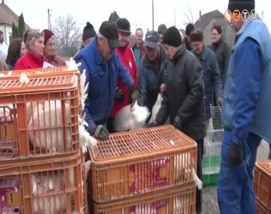 1300 csirkt osztott szt a Karitsz egy baromfitenyszt cg felajnlsbl