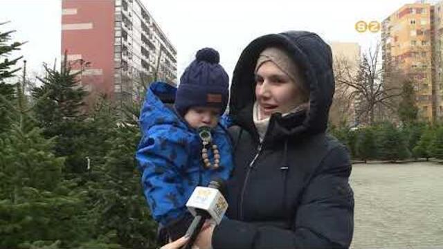 A nordmann marad a legnépszerűbb karácsonyfafajta, de új fajtákat is próbálnak a termelők A nordmann marad a legnépszerűbb karácsonyfafajta, de új fajtákat is próbálnak a termelők