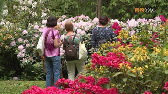 Ezer sznben pompzik a Kmoni Arbortum ezekben a hetekben