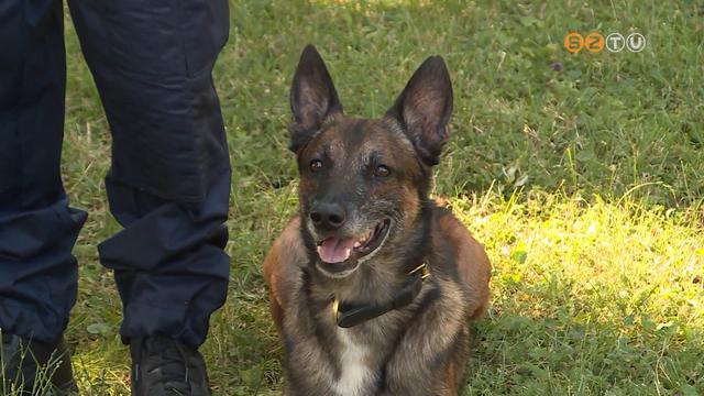 Dexter, a belgajuhsz vezette a rendrket a dohnybolti betr nyomra