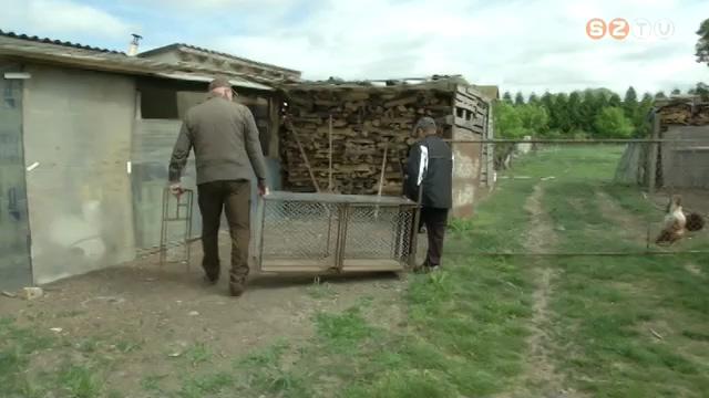 Rka tartja rettegsben a baromfitartkat Tplnszentkereszten