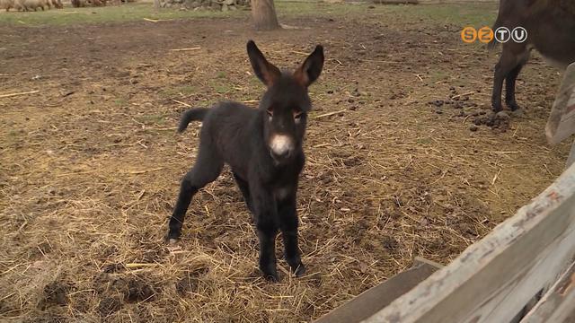 Szamrcsik szletett a skanzenben