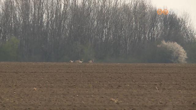 Porzik a fld - Szrazsg nehezti a tavaszi munkkat az agrriumban, szomjasak a nvnyek